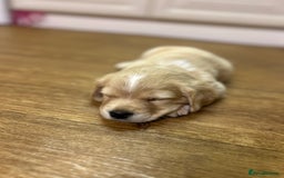 Cocker Spaniel dogs for sale: READY SOON! Working Cocker Spaniel mix Puppies  - Image 26