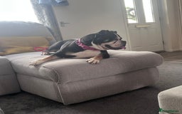 English Bulldog dogs for sale: 3 year old English bulldog  - Image 2