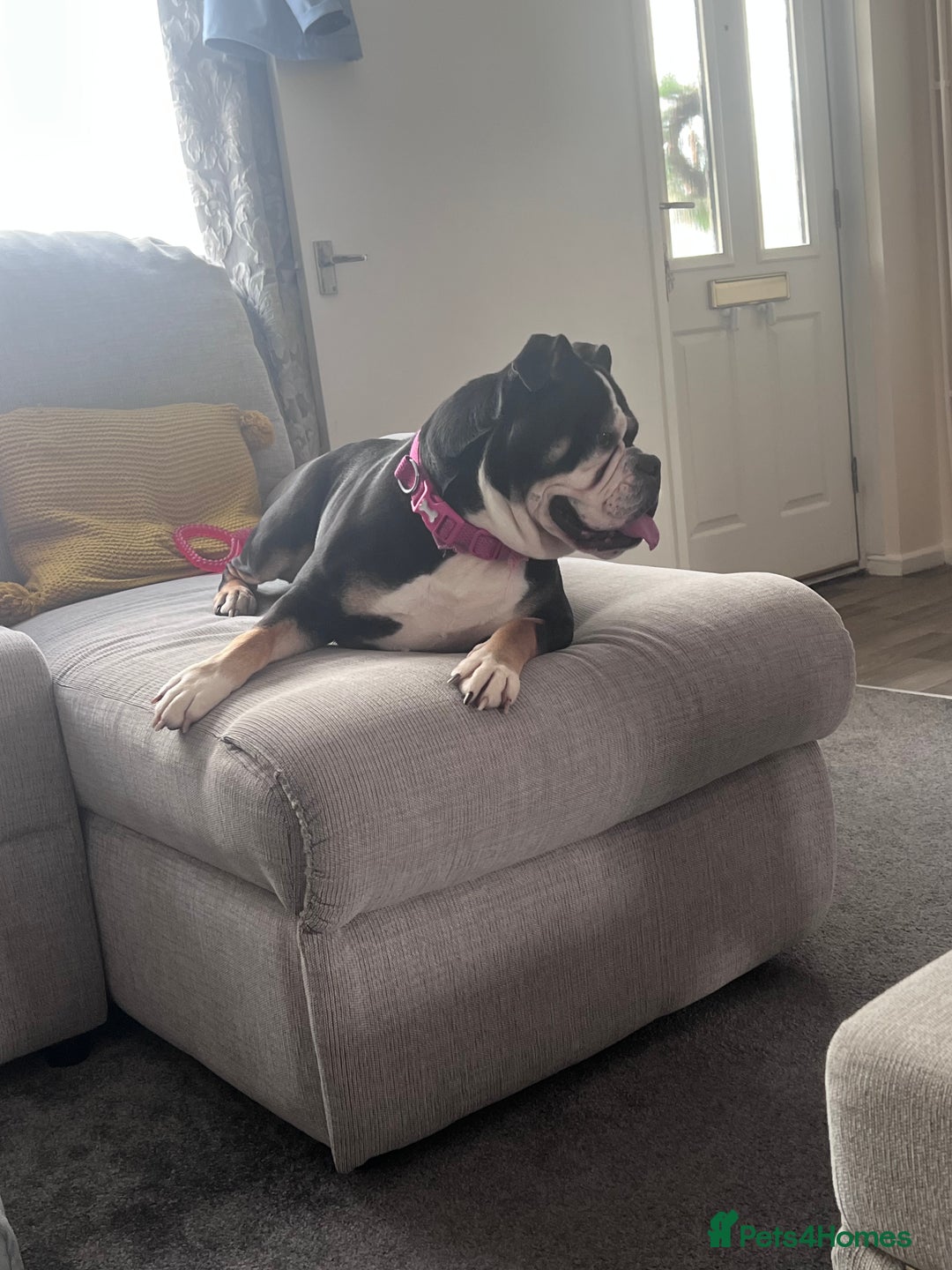 English Bulldog dogs for sale: 3 year old English bulldog  - Image 2