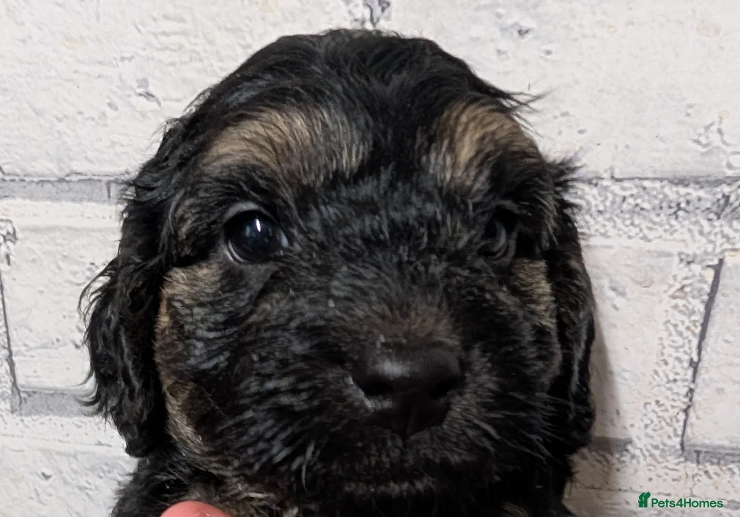 Cockapoo dogs for sale: F2b cockapoo pups Super Cute. Health test parents - Advert 39