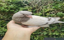 Pigeons birds for sale: Pigeons [Semi Hand-Raised] - Fancy & Racing Breeds - Image 2