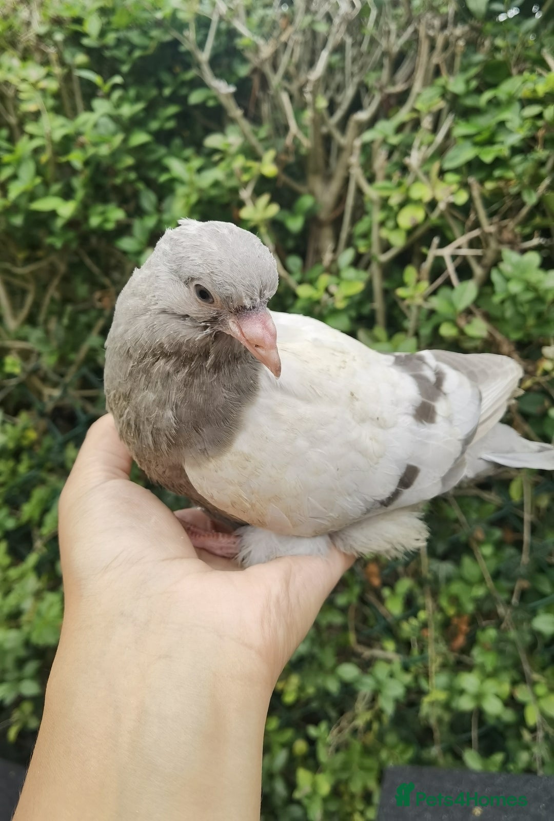 Pigeons birds for sale: Pigeons [Semi Hand-Raised] - Fancy & Racing Breeds - Image 2