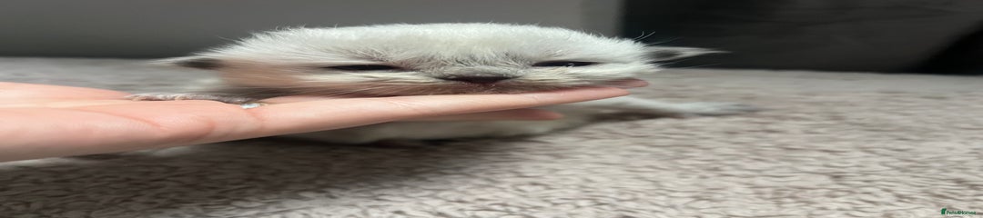 Ragdoll Kitten 1 pink 