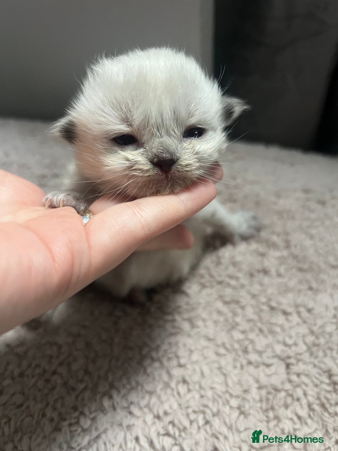 Ragdoll cats for sale: Stunning ragdoll kittens  - Advert 2