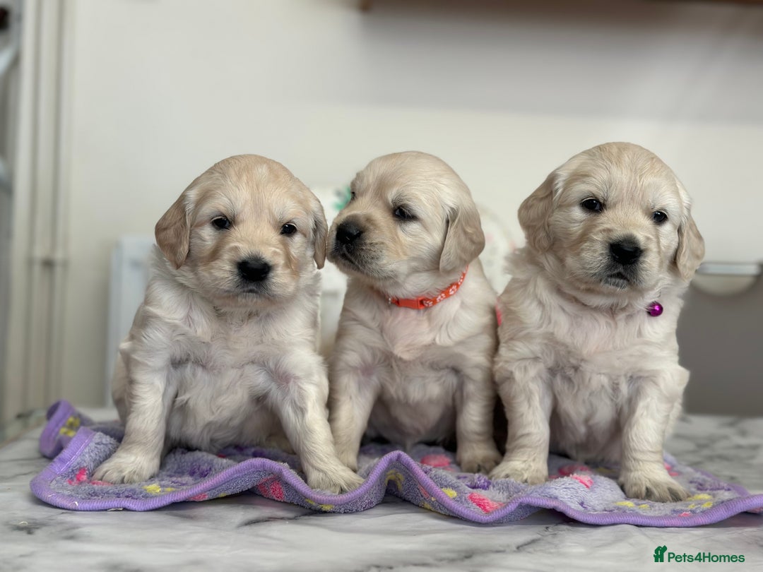 Golden Retriever dogs for sale: Fully health tested clear golden retriever puppies - Image 13
