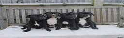 Staffordshire Bull Terrier dogs for stud: HT KC Reg, True Quality Staffordshire Bull Terrier - Advert 5