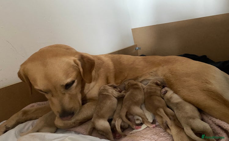 Labrador Retriever dogs - Advert 4