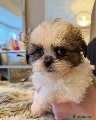 Mixed Breed dogs Shiranian huge reduction ready now - Advert 16