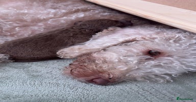 Bedlington Terrier dogs - Advert 2