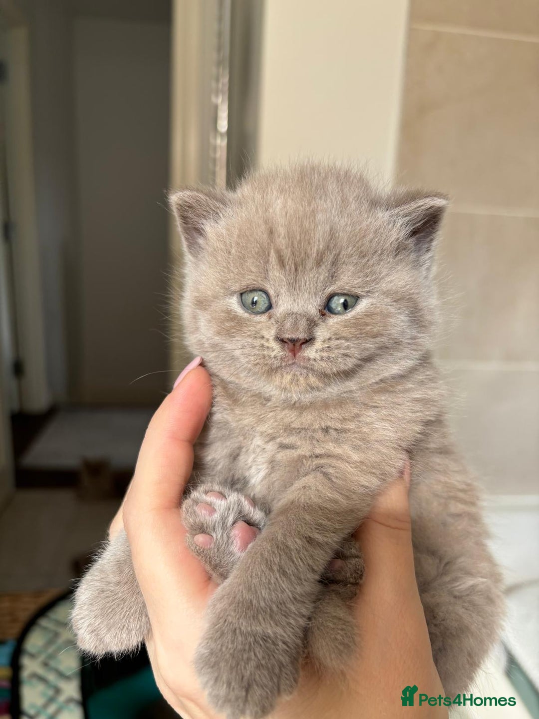 British Shorthair cats for sale: LAST 2 FEMALE kittens British shorthair kittens  in Maidstone - Image 12