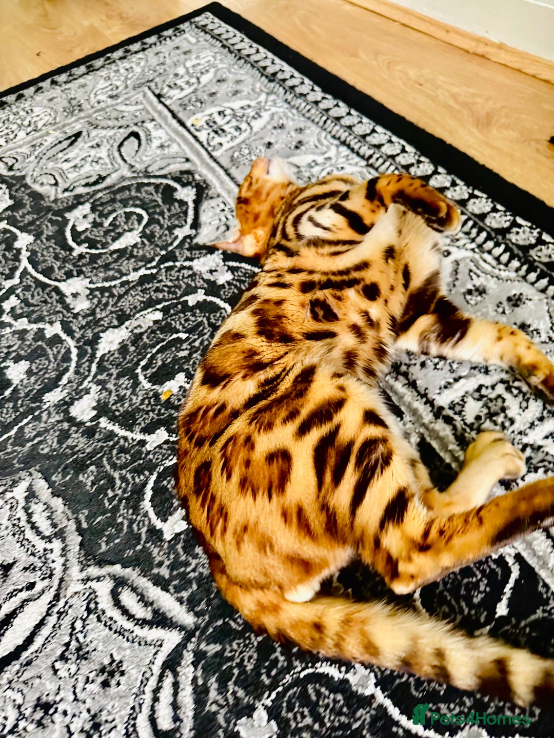 Bengal cats for sale: OUTSTANDING 🤩 Purebred Brown Rosetted Bengal - Image 6