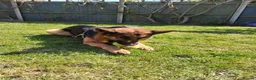 German Shepherd dogs for sale: Indie - Advert 4