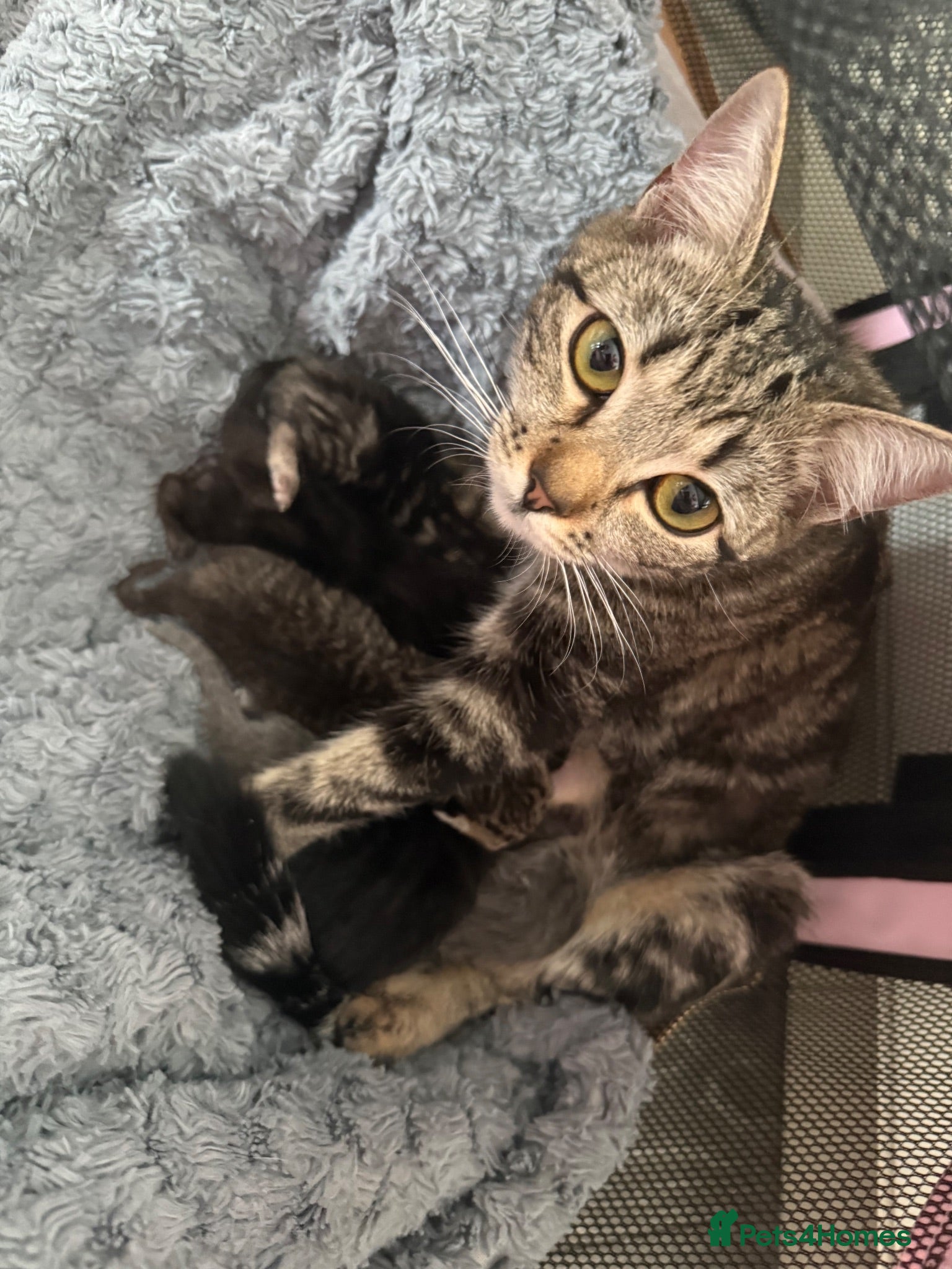Mixed Breed cats STUNNING Tabby male and 2 x Black tabby girls.  - Advert 1