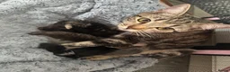 Mixed Breed cats for sale: STUNNING Tabby male and 2 x Black tabby girls.  - Advert 1