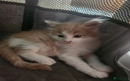 Maine Coon cats for sale: Maine Coon Kittens purebred – Reserve Now - Image 29