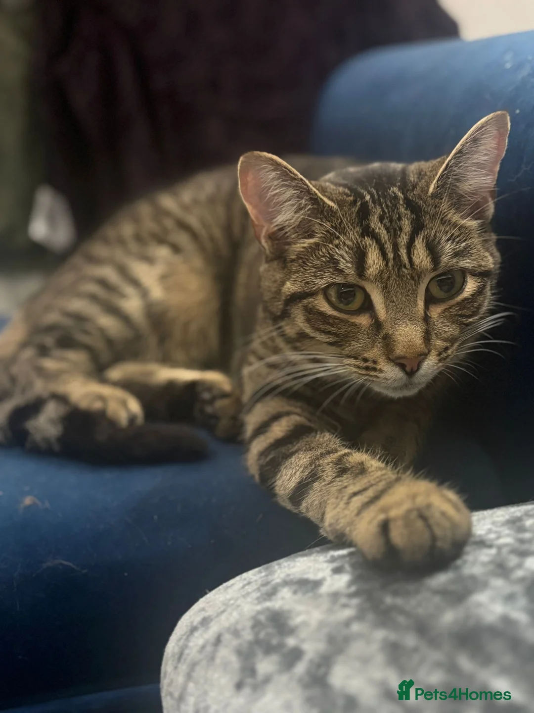 Mixed Breed cats for sale: Kitten  - Advert 1