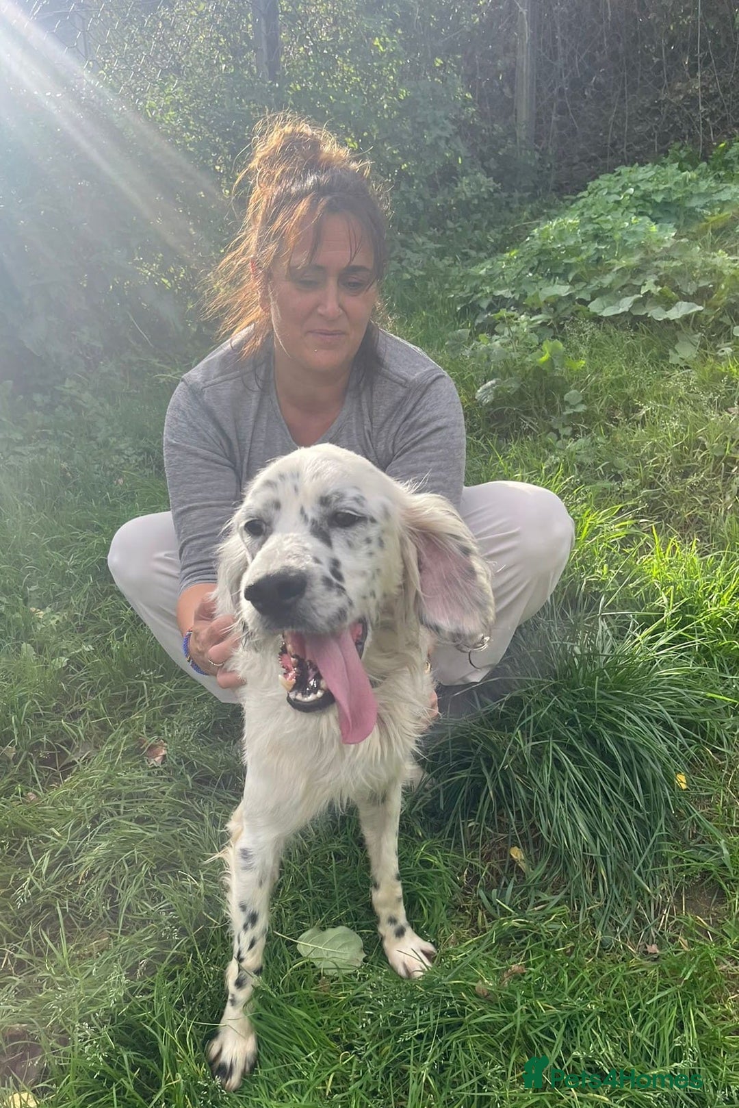 English Setter dogs for adoption: Pol   - Advert 5