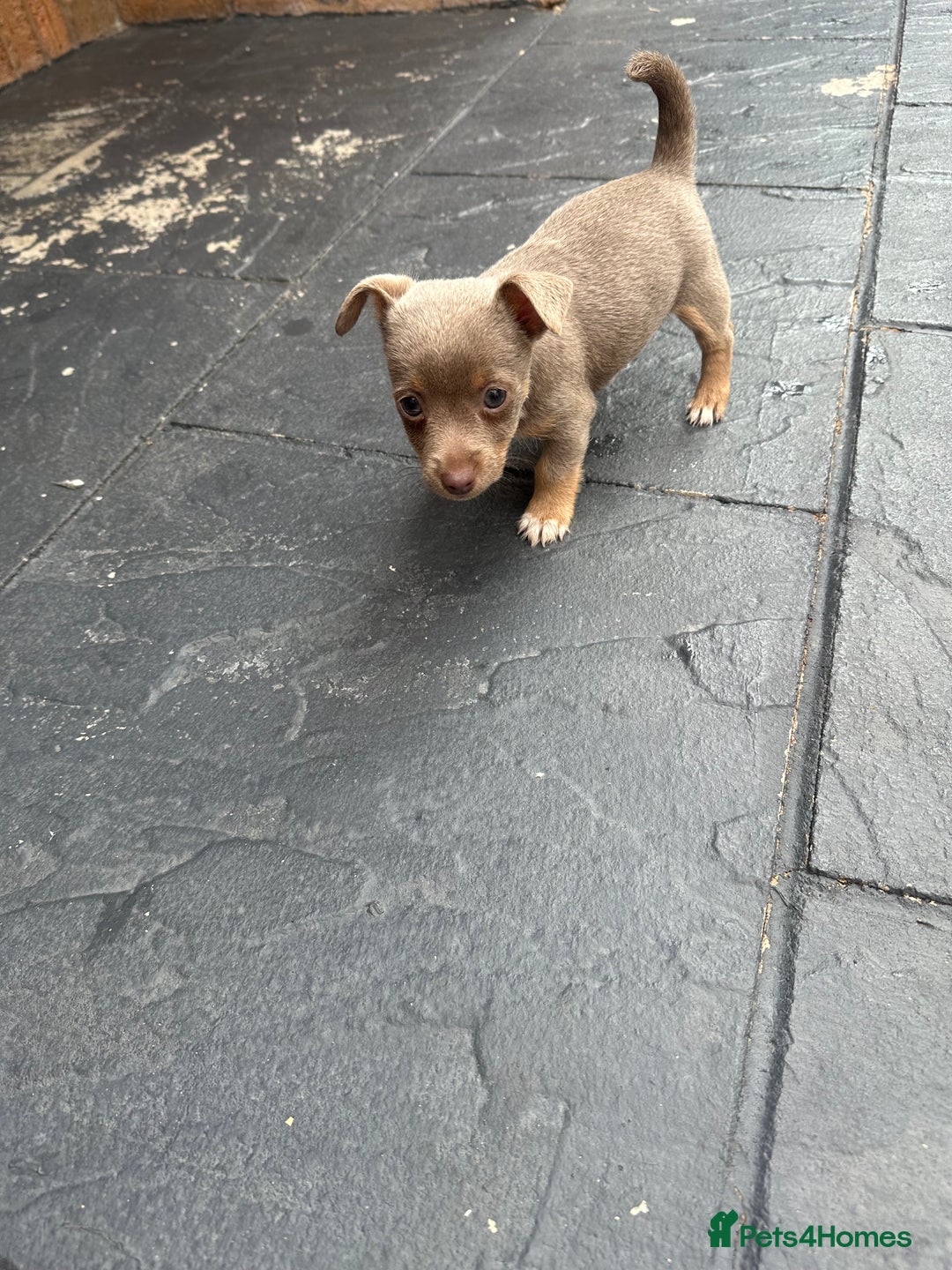 Jack Russell dogs for sale: 🐾 Adorable Jack Russell Puppies for Sale! 🐾 - Image 2