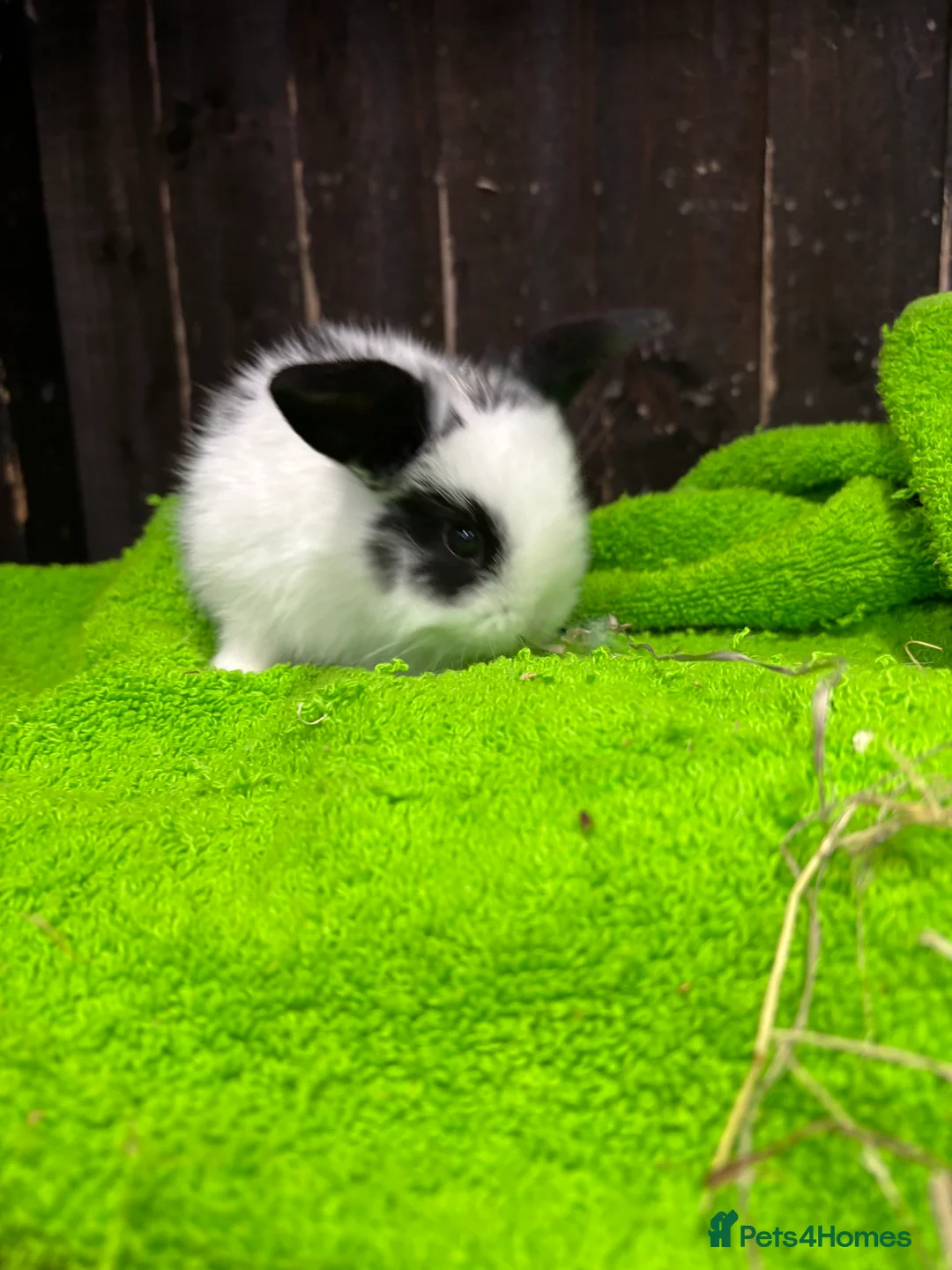 Mini Lop rabbits for sale: mini lop ear babies - Advert 7