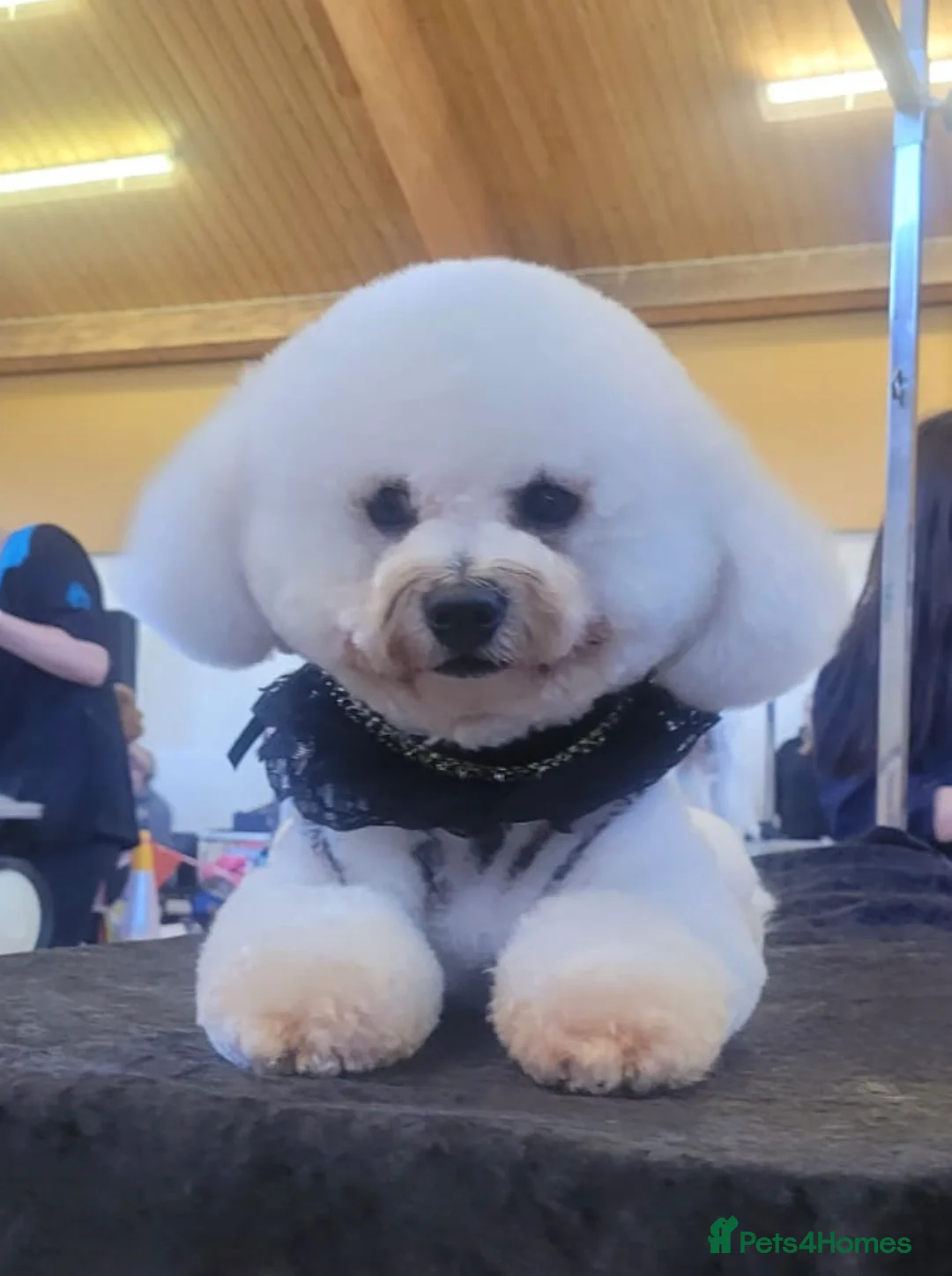 Bichon Frise dogs for stud: Bichon Frise *for stud only* in Hoddesdon - Advert 24