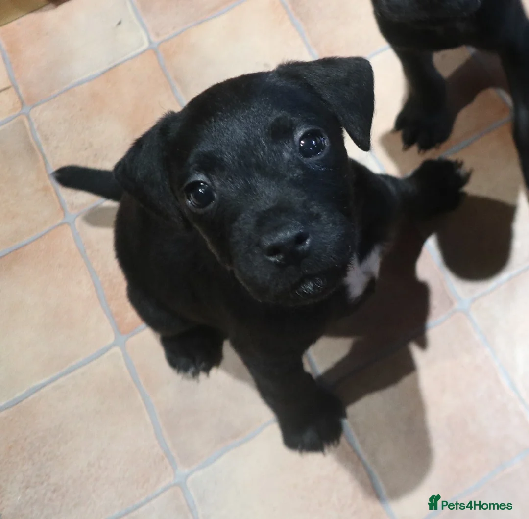 Patterdale Terrier dogs for sale: Patterdale Terrier  - Advert 3