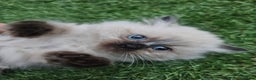 Ragdoll cats for sale: Beautiful ragdoll kittens 1 female left - Advert 16