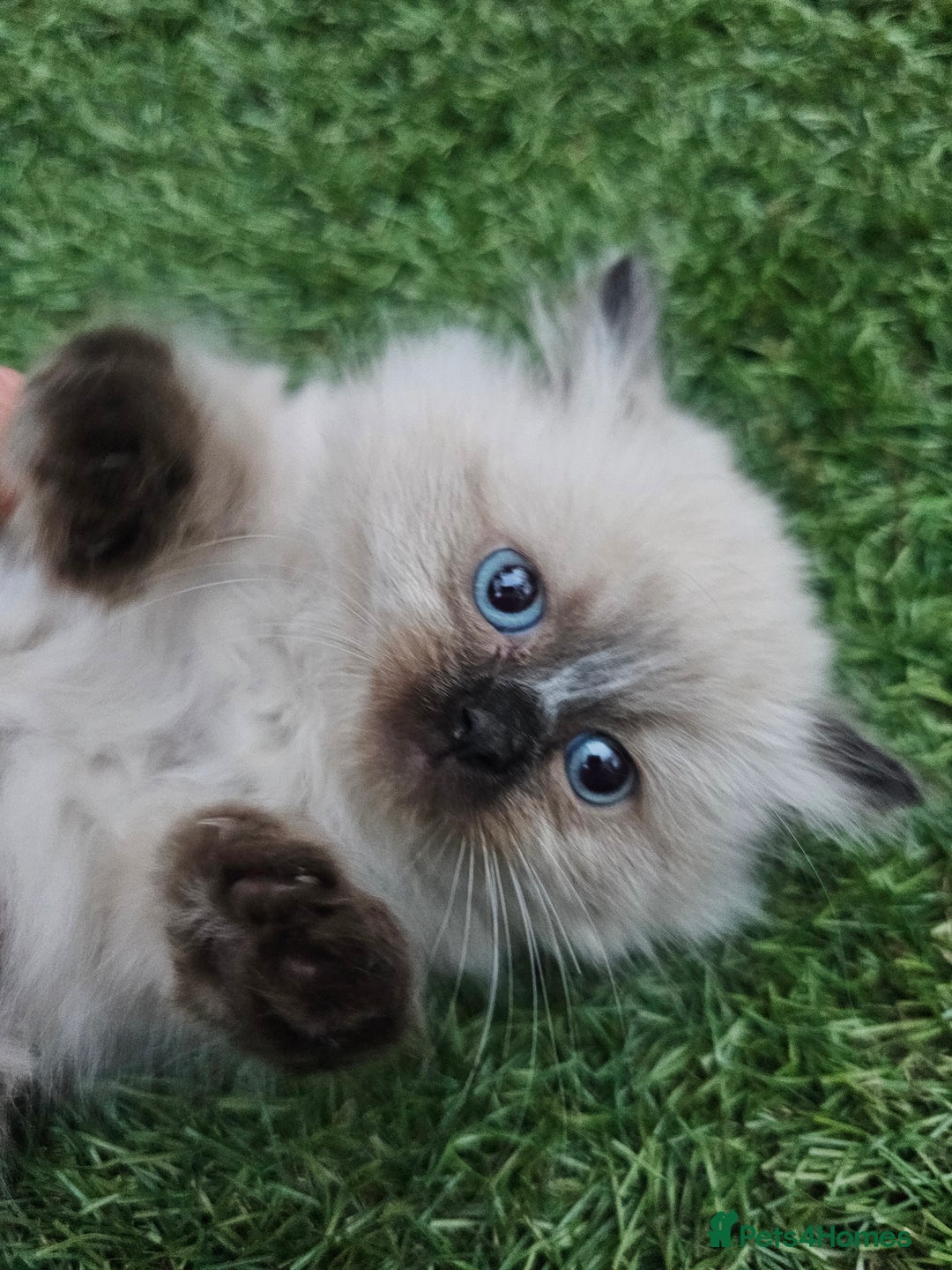 Ragdoll cats for sale: Beautiful ragdoll kittens 3 female left - Image 6