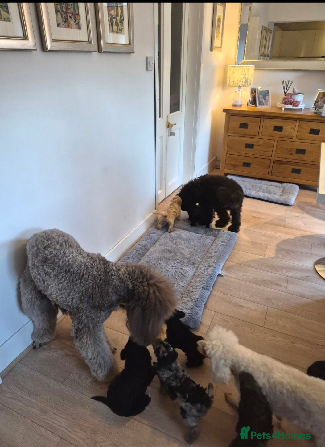 Poochon dogs Miniature poochon puppies  - Advert 2