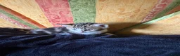 Mixed Breed cats for sale: Adorable kittens for sale in Maidstone - Advert 3