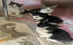 Mixed Breed cats for sale: 4 Sweet tempered kittens looking for loving homes - Image 14