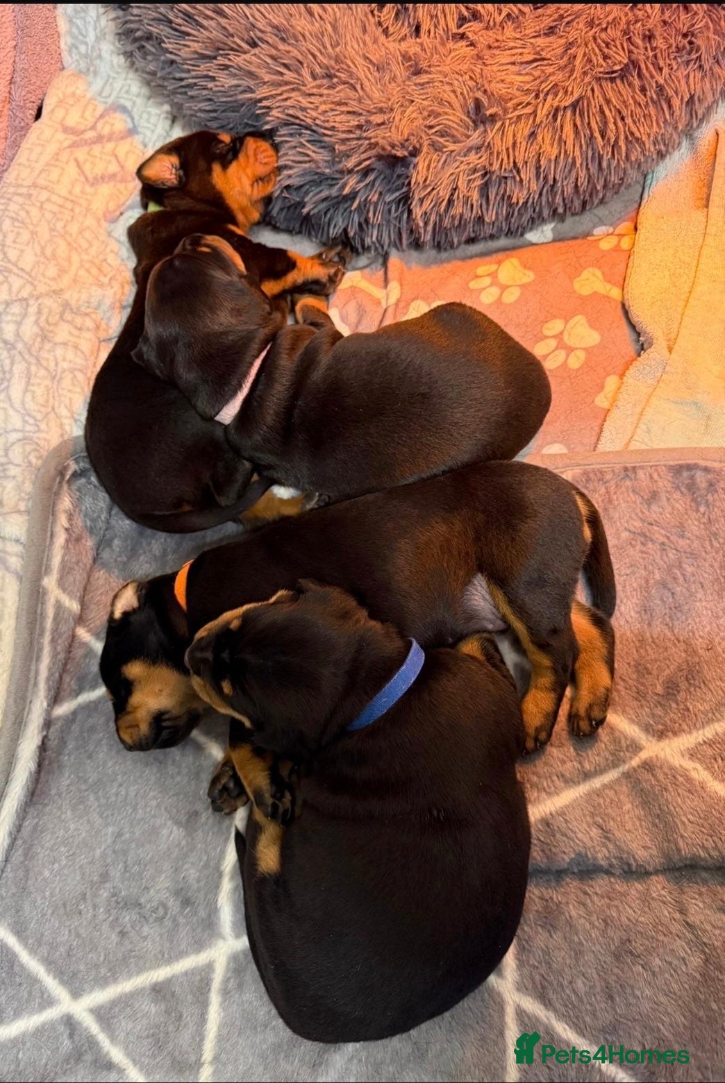 Dobermann dogs Exceptional Doberman X Rottweiler puppies  - Advert 2