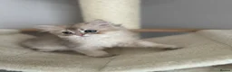 British Longhair cats for sale: British longhair little cuties - Advert 15
