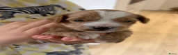 Jackapoo dogs for sale: Gorgeous F1B Jackapoo - Advert 1