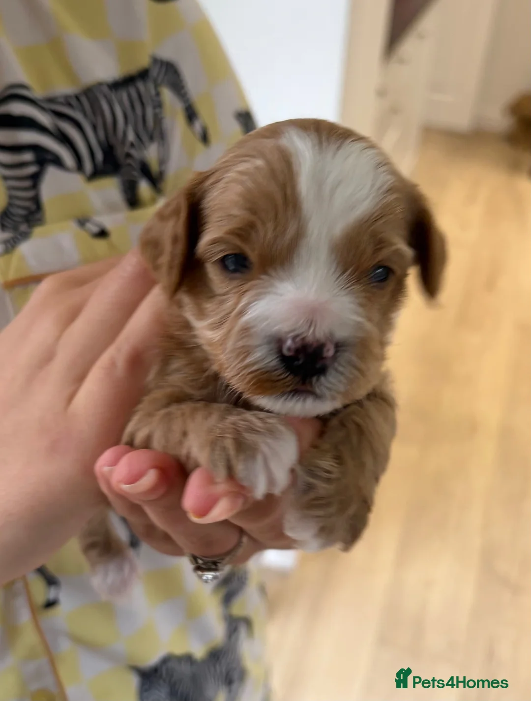 Jackapoo dogs for sale: Gorgeous F1B Jackapoo - Advert 1