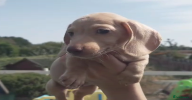 Miniature Dachshund dogs - Advert 12