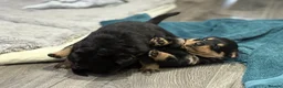 Rottweiler dogs for sale: Chunky Rottweilers  - Advert 8