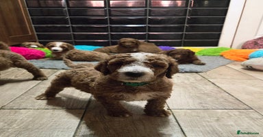 Irish Doodle dogs - Advert 1