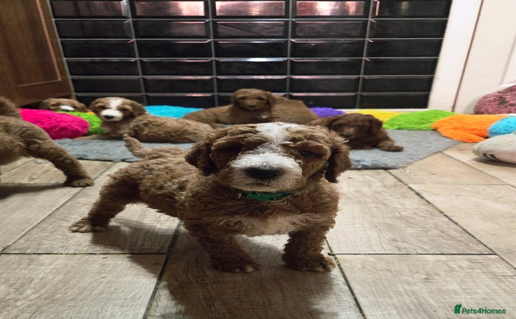 Irish Doodle dogs - Advert 1