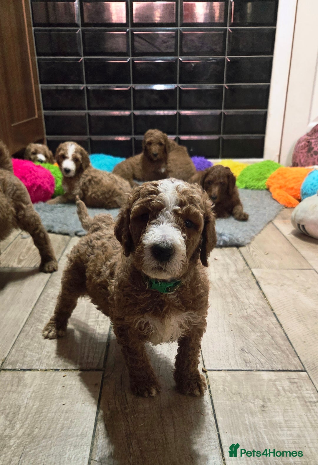Irish Doodle dogs for sale: Irish Doodle Standard - Image 1
