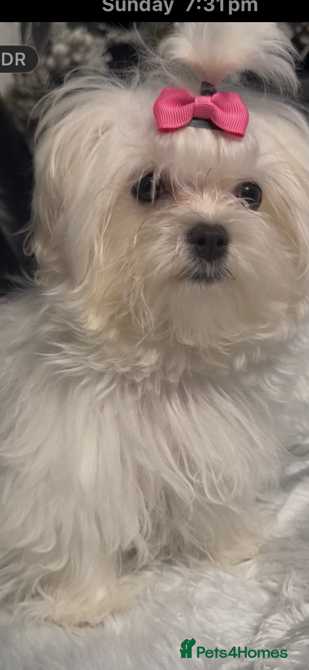 Maltese dogs for sale: ✨ Korean Maltese Hypoallergenic pure breed Girls ✨ - Advert 3