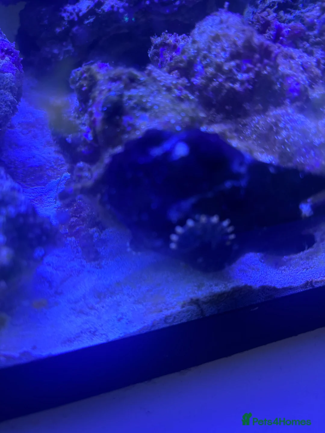 Other/Mixed Breed fish for sale: Frog fish  - Advert 1