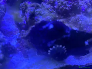 Other/Mixed Breed fish Frog fish - Advert 1