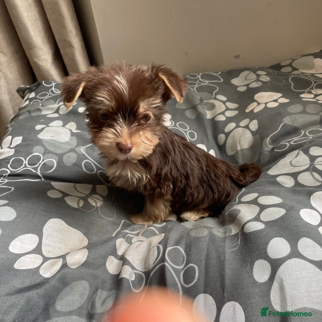 Biewer Terrier dogs for sale: Reduced Last 2 left 5 stunning Biewer Terriers - Image 7