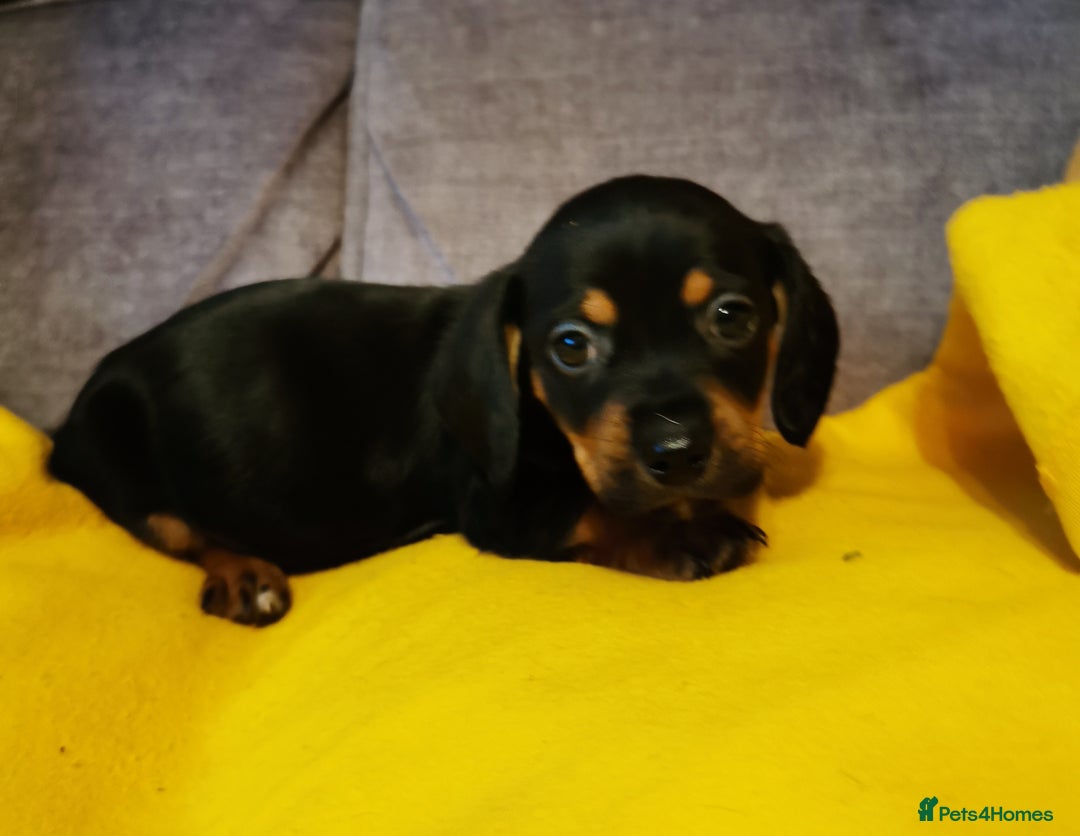 Mixed Breed dogs for sale: Adorable playful Cavachon x Dachshound pups - Advert 15