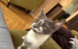 British Shorthair cats for sale: British shorthaired  - Image 1