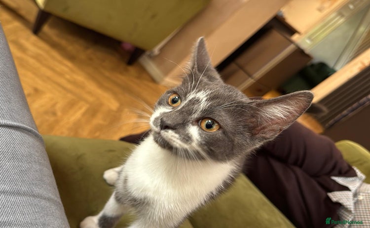 British Shorthair cats - Advert 15