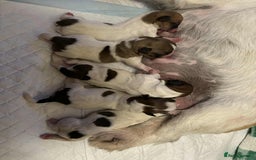 Jack Russell dogs for sale: Pedigree Jack Russell Terriers - Image 3