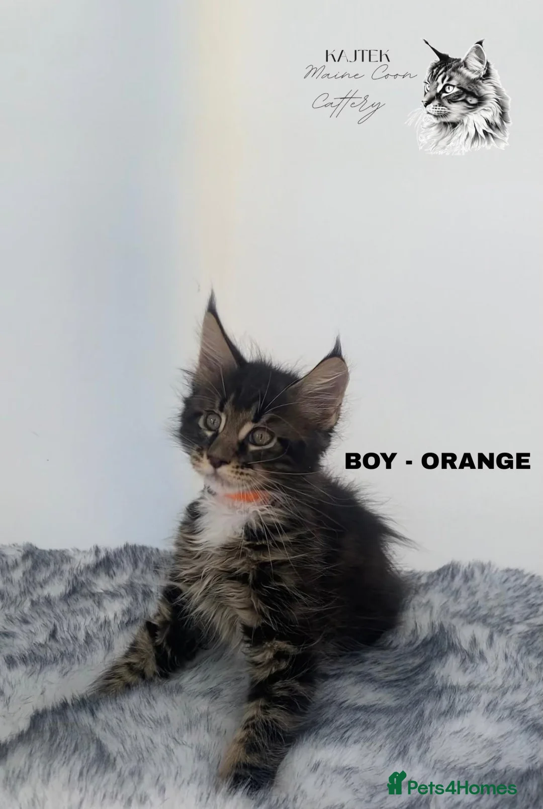 Maine Coon cats for sale: Gorgeous Maine Coons XXl - Advert 2