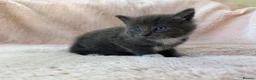 Mixed Breed cats for sale: Beautiful Kittens For Sale  - Advert 13