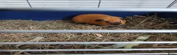 Guinea Pig rodents for sale: Two Lovely Male Guinea Pigs – Free to a Good Home - Advert 4